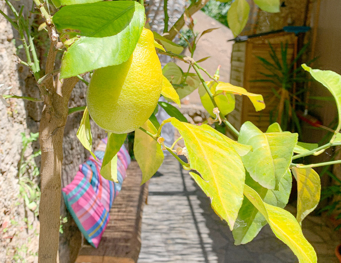 CITRON